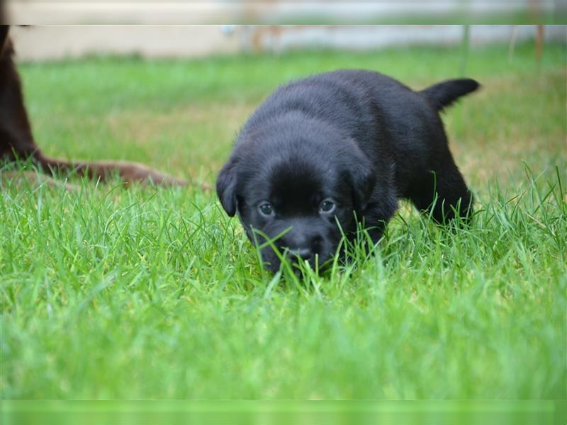 Reinrassige Labradorwelpen (Arbeitslinie)drei schwarze Mädels suchen ein schöne Zuhause