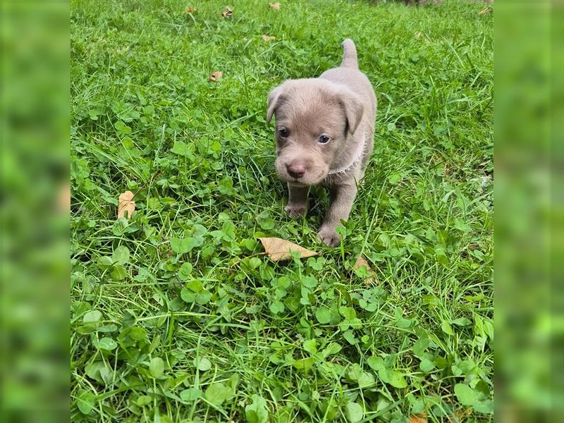 Reinrassige Silberner Labrador