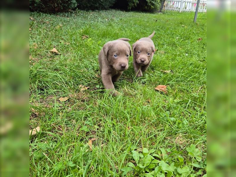 Reinrassige Silberner Labrador