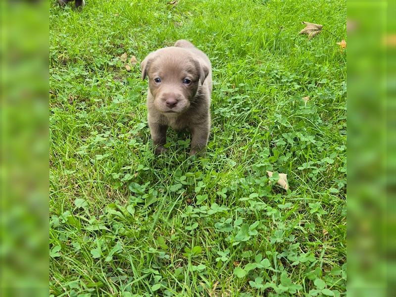 Reinrassige Silberner Labrador