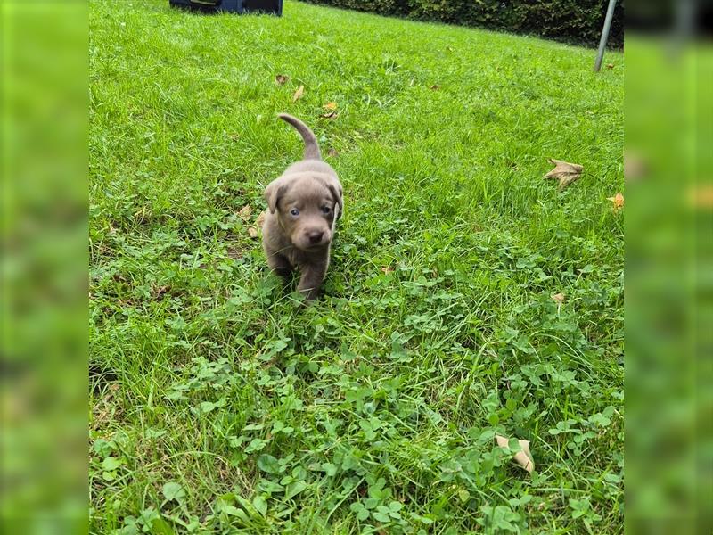 Reinrassige Silberner Labrador