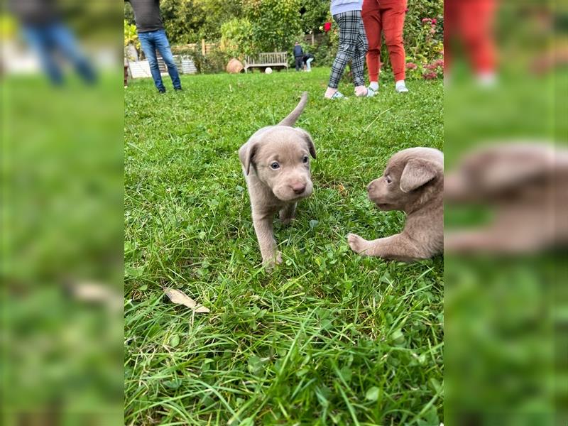 Labrador Welpen