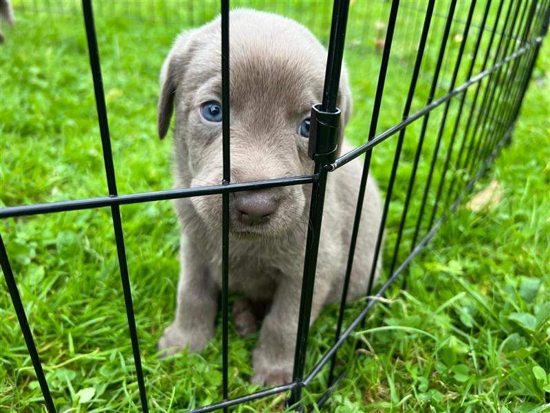 Labrador Welpen