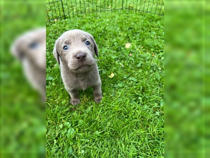 Labrador Welpen