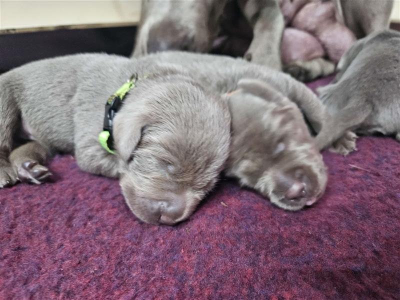 Labrador silber Welpen mit Ahnennachweis 12.08.24 geboren