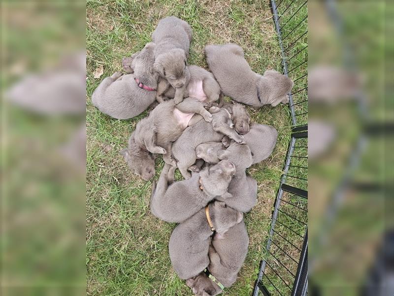 Labrador silber Welpen mit Ahnennachweis 12.08.24 geboren