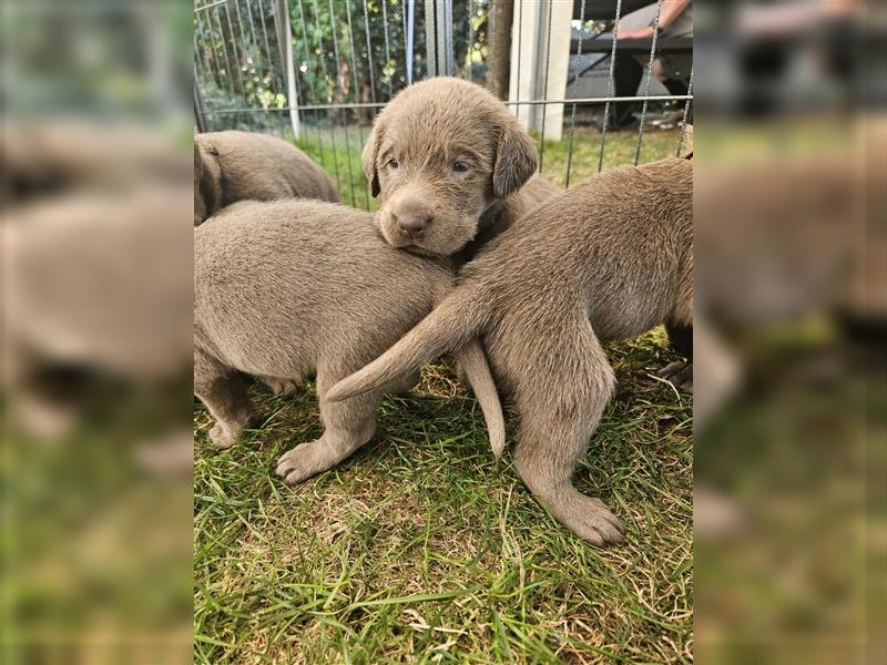 Labrador silber Welpen mit Ahnennachweis 12.08.24 geboren