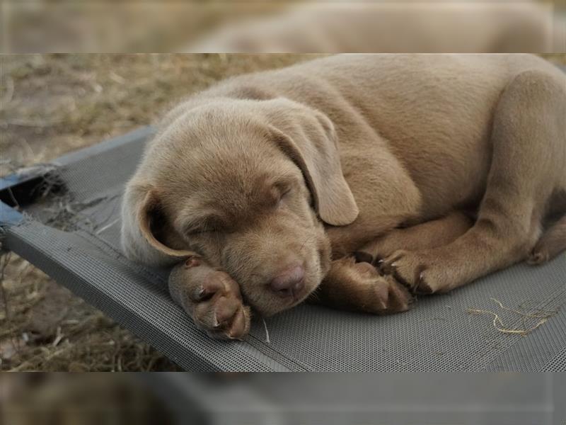 Labrador silber Welpen mit Ahnennachweis 12.08.24 geboren