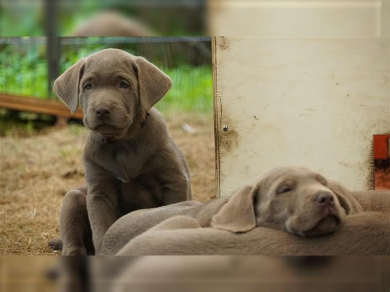 Labrador silber Welpen mit Ahnennachweis 12.08.24 geboren