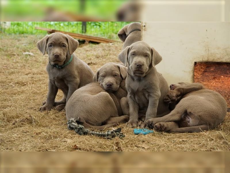 Labrador silber Welpen mit Ahnennachweis 12.08.24 geboren