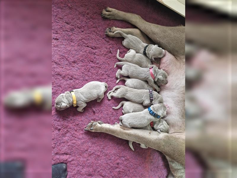 Labrador silber Welpen mit Ahnennachweis 12.08.24 geboren