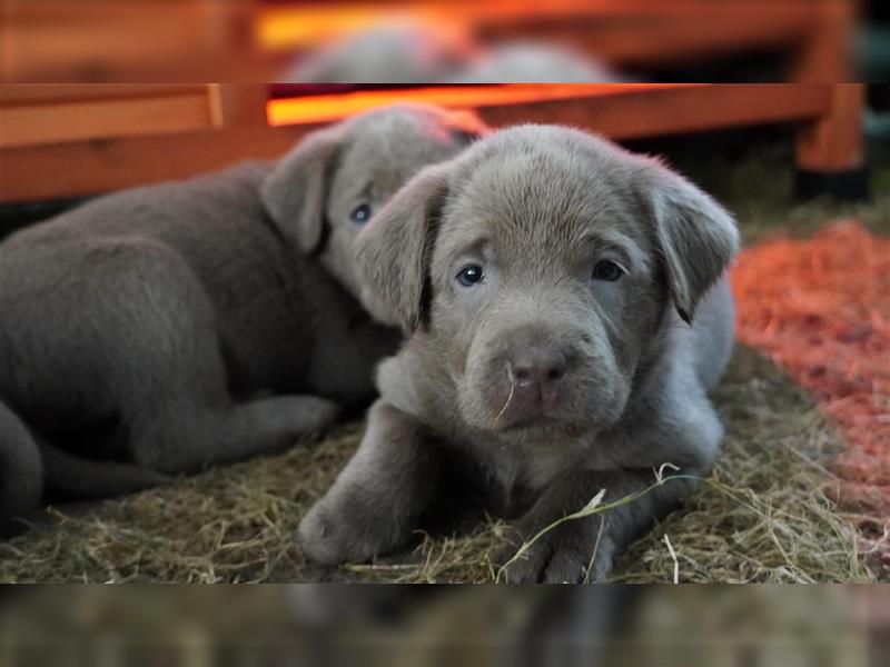 Labrador silber Welpen mit Ahnennachweis 12.08.24 geboren