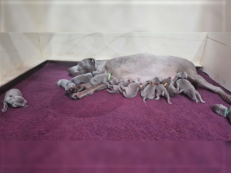 Labrador silber Welpen mit Ahnennachweis 12.08.24 geboren