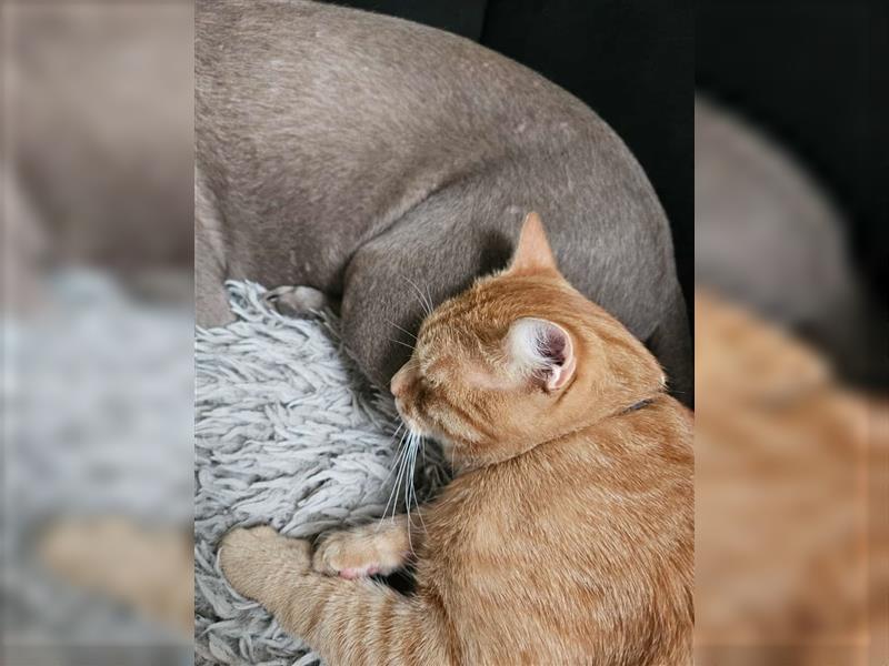 Labrador silber Welpen mit Ahnennachweis 12.08.24 geboren