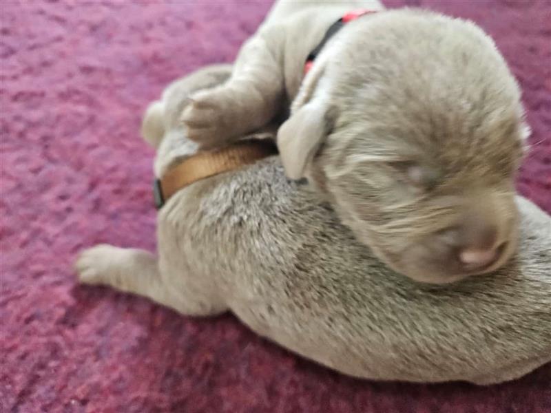 Labrador silber Welpen mit Ahnennachweis 12.08.24 geboren