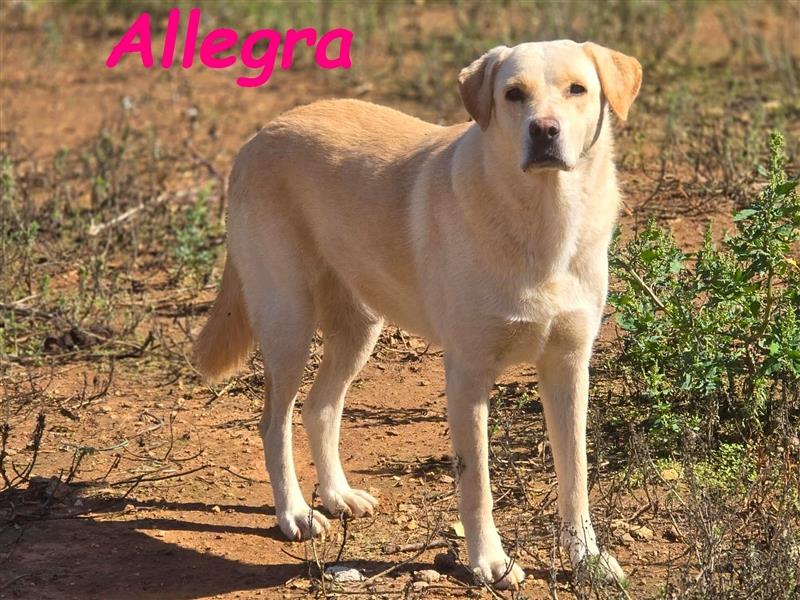 Allegra 04/2021 (ESP) - sanfte und feine, sehr hübsche Labrador Retriever Hündin!