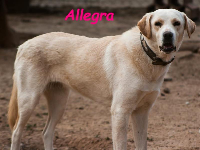 Allegra 04/2021 (ESP) - sanfte und feine, sehr hübsche Labrador Retriever Hündin!