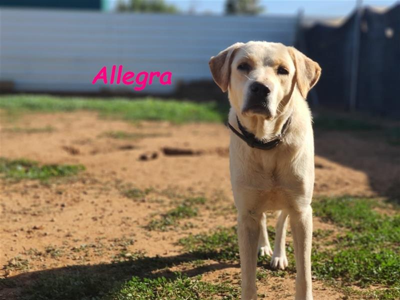 Allegra 04/2021 (ESP) - sanfte und feine, sehr hübsche Labrador Retriever Hündin!