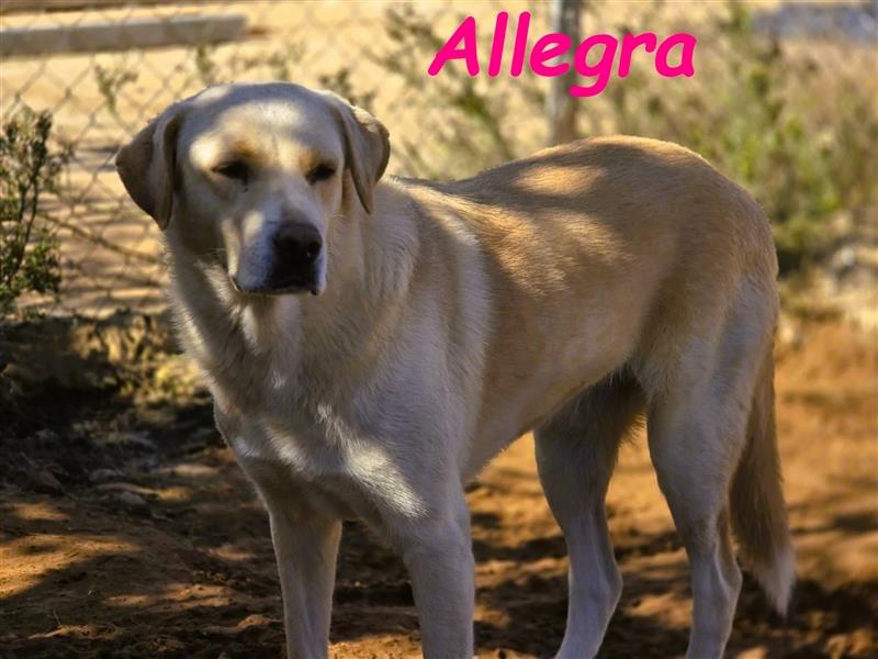 Allegra 04/2021 (ESP) - sanfte und feine, sehr hübsche Labrador Retriever Hündin!