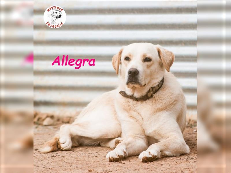 Allegra 04/2021 (ESP) - sanfte und feine, sehr hübsche Labrador Retriever Hündin!