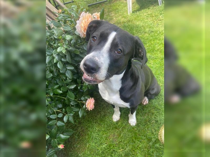 Labrador-Stafford Mix