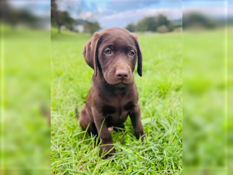 Labrador Welpen braun geboren am 15.07.24