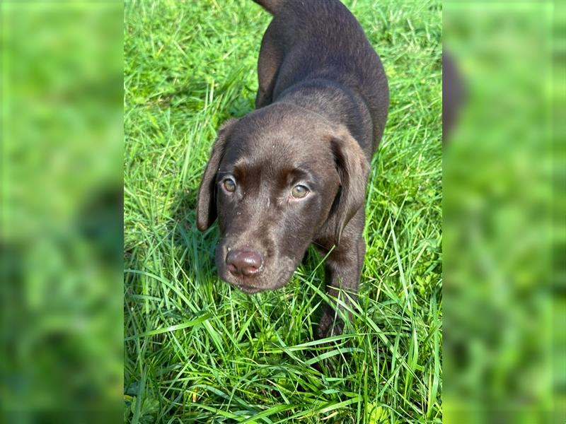 Labrador Welpen braun geboren am 15.07.24