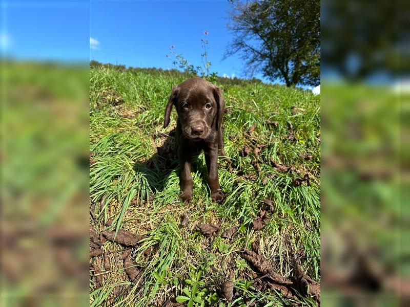 Labrador Welpen braun geboren am 15.07.24