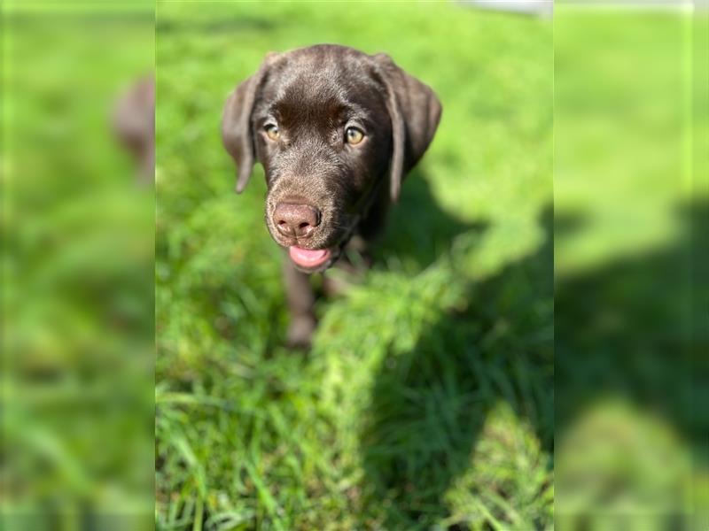 Labrador Welpen braun geboren am 15.07.24