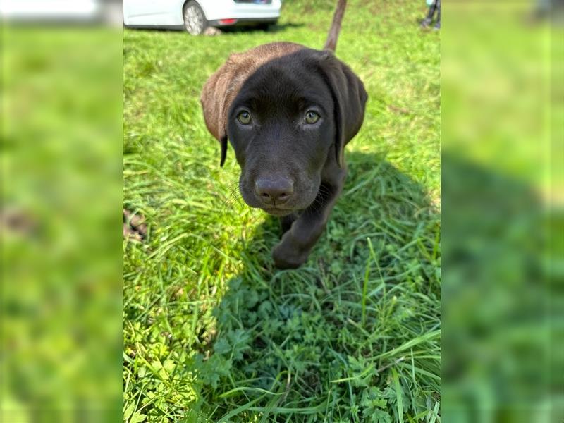 Labrador Welpen braun geboren am 15.07.24