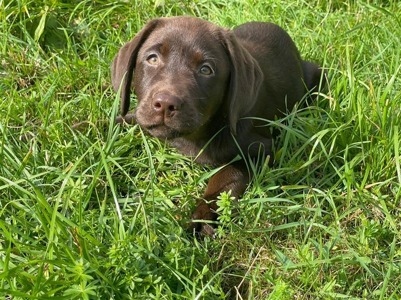 Labrador Welpen braun geboren am 15.07.24