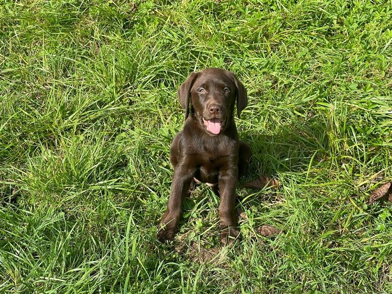 Labrador Welpen braun geboren am 15.07.24