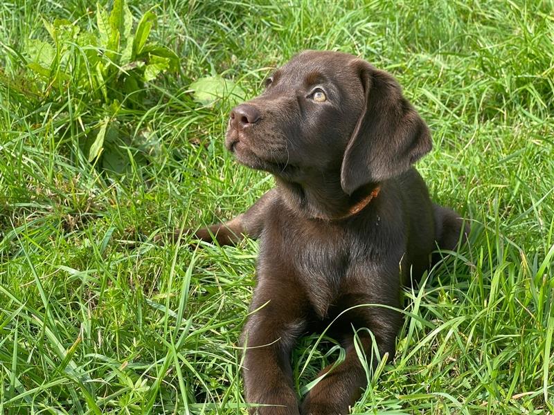 Labrador Welpen braun geboren am 15.07.24