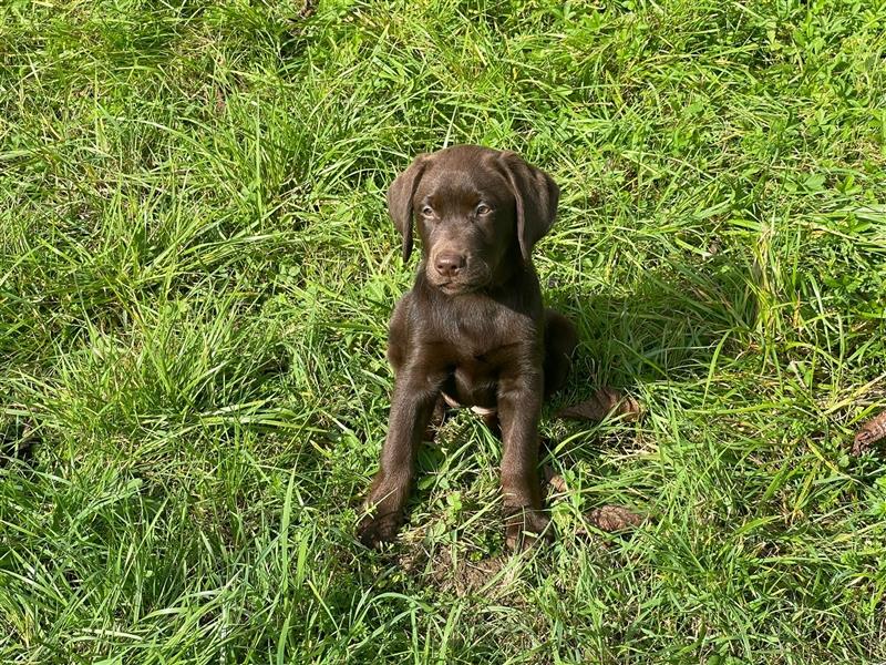 Labrador Welpen braun geboren am 15.07.24