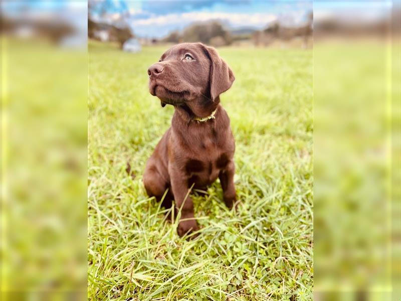 Labrador Welpen braun geboren am 15.07.24