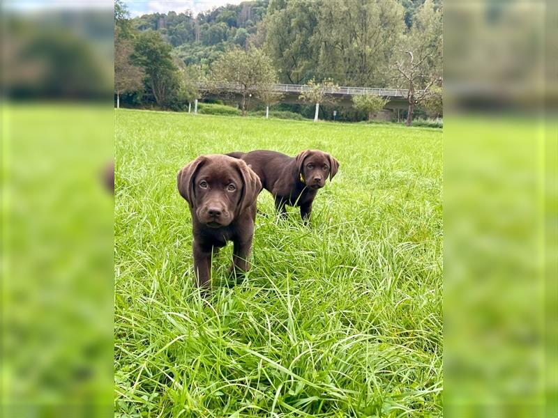 Labrador Welpen braun geboren am 15.07.24