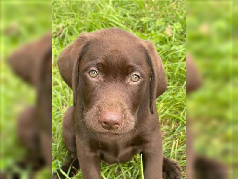 Labrador Welpen braun geboren am 15.07.24