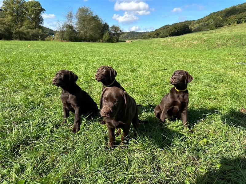 Labrador Welpen braun geboren am 15.07.24