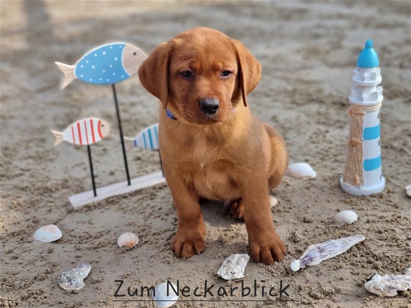 Labrador Retriever Welpen aus Familienzucht in der Farbe foxred