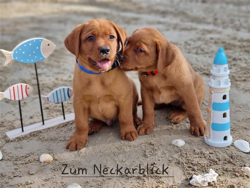 Labrador Retriever Welpen aus Familienzucht in der Farbe foxred