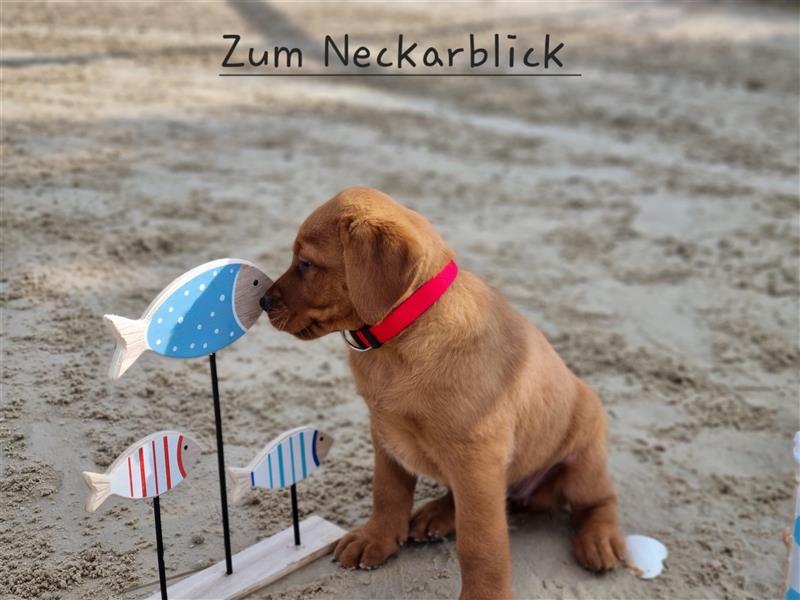 Labrador Retriever Welpen aus Familienzucht in der Farbe foxred