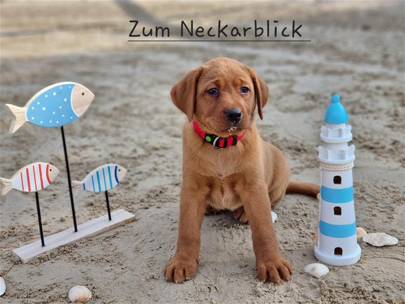 Labrador Retriever Welpen aus Familienzucht in der Farbe foxred