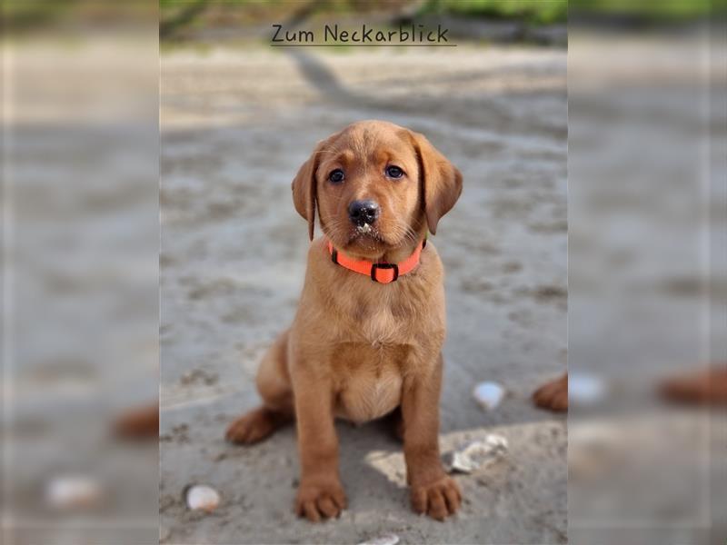 Labrador Retriever Welpen aus Familienzucht in der Farbe foxred