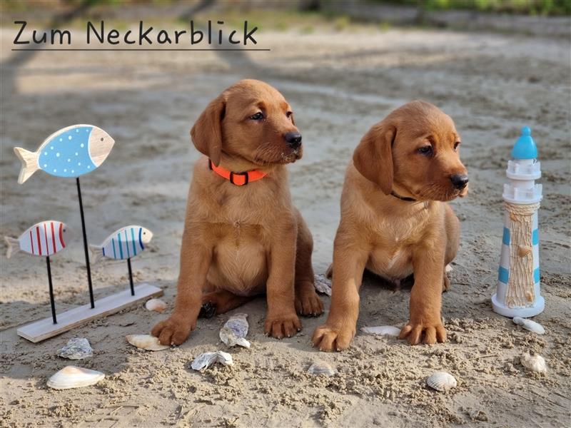 Labrador Retriever Welpen aus Familienzucht in der Farbe foxred