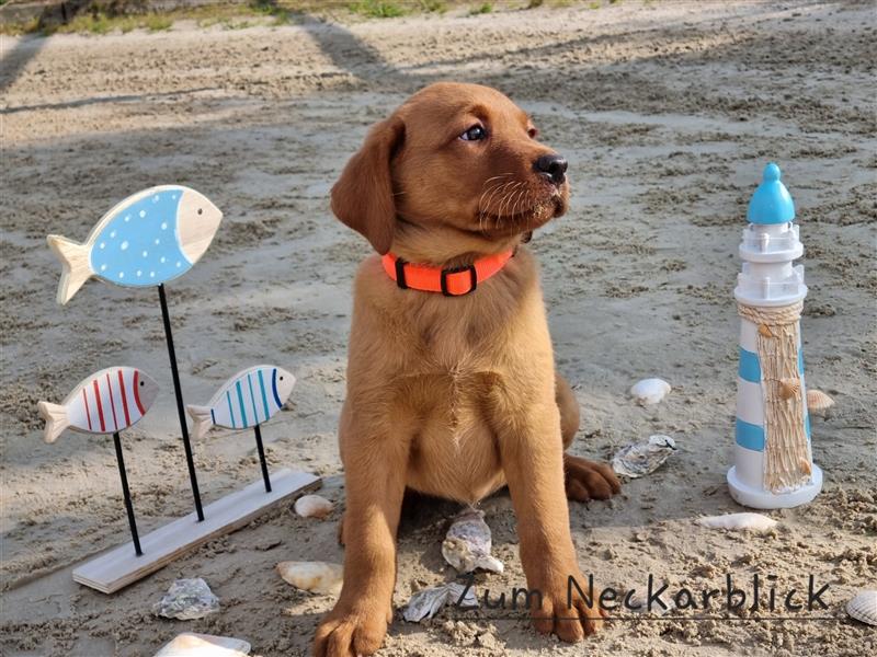 Labrador Retriever Welpen aus Familienzucht in der Farbe foxred