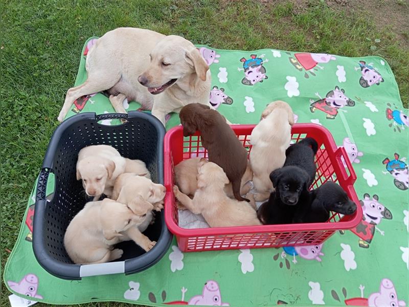 Labradorwelpen mit tollen Starterpaket reinrassig vom Land noch 2 Welpen frei!