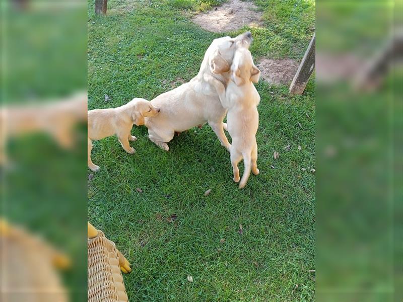 Labradorwelpen mit tollen Starterpaket reinrassig vom Land noch 2 Welpen frei!