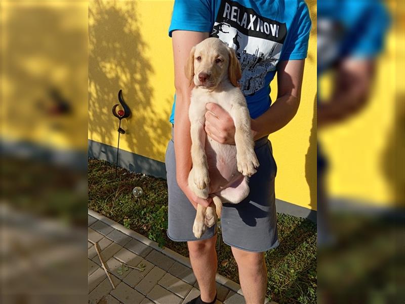 Labradorwelpen mit tollen Starterpaket reinrassig vom Land noch 2 Welpen frei!