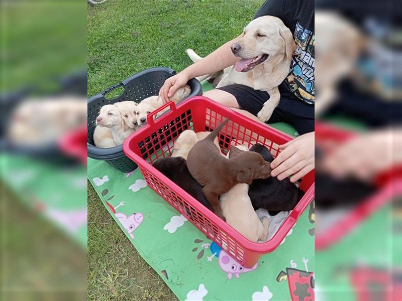 Labradorwelpen mit tollen Starterpaket reinrassig vom Land noch 2 Welpen frei!