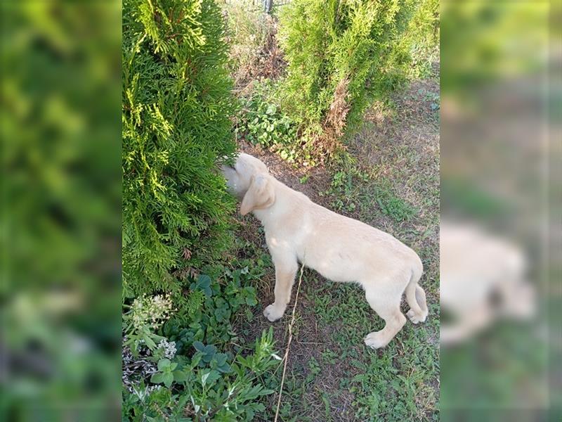 Labradorwelpen mit tollen Starterpaket reinrassig vom Land noch 2 Welpen frei!